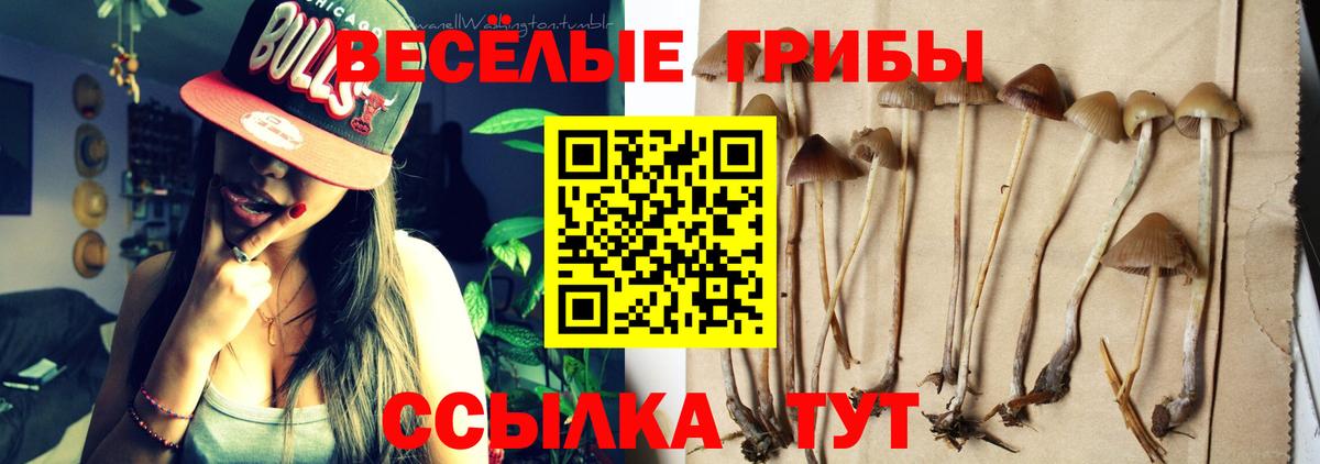 Псилоцибиновые грибы Psilocybe Кулебаки